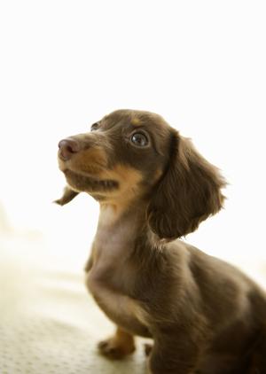 ペットと安心して移動できる！タクシーサービスの選び方とおすすめガイド