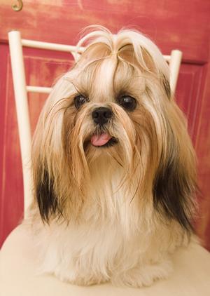 良質なチワワならチワワ専門店で