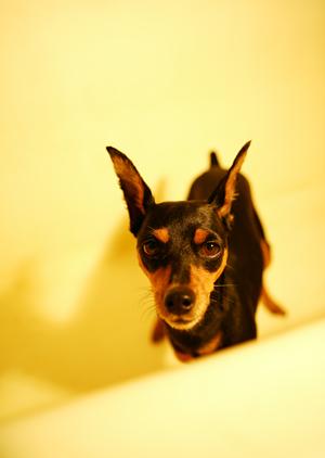 川崎市麻生区にあるペットホテルとは