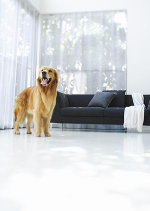 鹿児島県でペット葬儀を行うなら