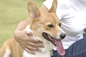 ティーカッププードルを販売している