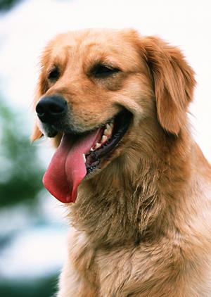 シロアリ駆除ならアサンテ｜即日対応・土日祝も受付で安心のサービス
