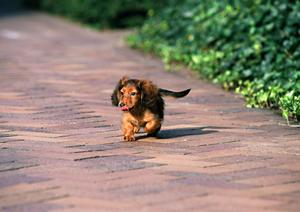 代官山のトリミングサロンのメニューとは