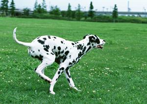 猫の健康管理に役立つ！ロイヤルカナンの療法食の効果と選び方を徹底解説