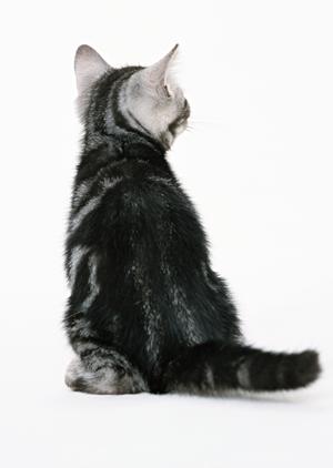 通販でトップヘルスを購入するなら