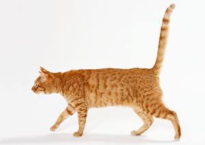 犬のしつけ教室なら港区がオススメ