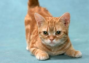 金沢で診療を行っているあい動物病院