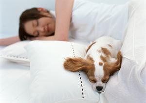 平塚市で動物病院を探している方の場合