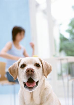可愛い動物が待っているハリネズミカフェ