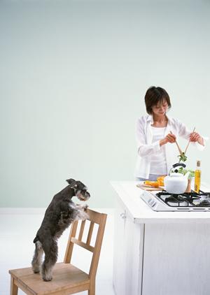 大好きな猫に触って癒されたい人は