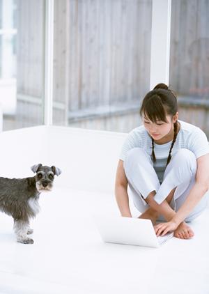 豆柴をペットショップで購入したいなら
