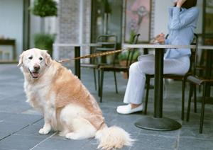 いつでも利用できる便利な動物病院です